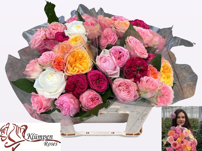 <h4>R GR GEM IN BOS</h4>