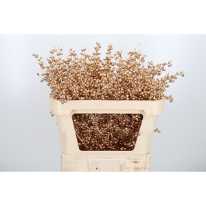 Ilex Kl Bh Antiek Goud