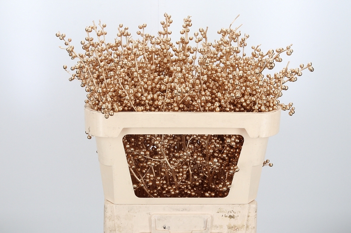 <h4>Ilex Kl Bh Antiek Goud</h4>