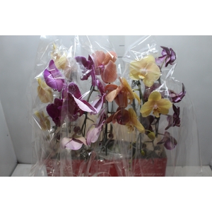 PHALAENOPSIS CASCATA ESPECIAL P15 MIN 8 FLS