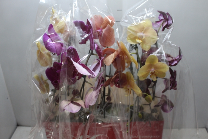 <h4>PHALAENOPSIS CASCATA ESPECIAL P15 MIN 8 FLS</h4>