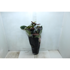 ANTHURIUM SEMPRE P17 PREMIUM