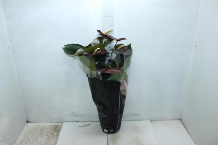 <h4>ANTHURIUM SEMPRE P17 PREMIUM</h4>