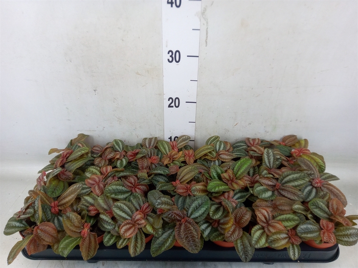 <h4>Pilea  'Norfolk'</h4>