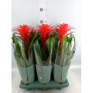 Guzmania  'Calypso'