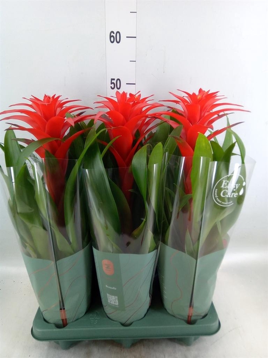 <h4>Guzmania  'Calypso'</h4>