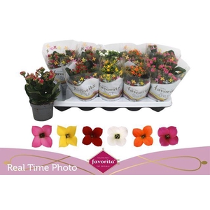 KALANCHOE FAVORITA MIX