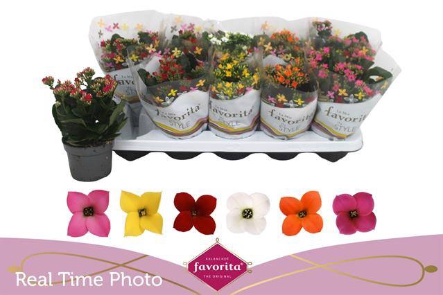 <h4>KALANCHOE FAVORITA MIX</h4>