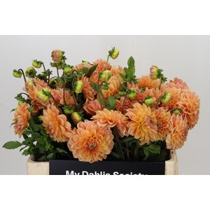 Dahlia Mandarin Baby