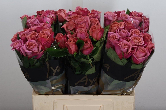 <h4>R Gr Barista</h4>