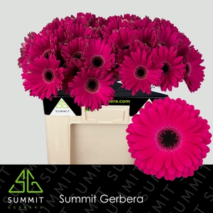 Gerbera Marilu Water