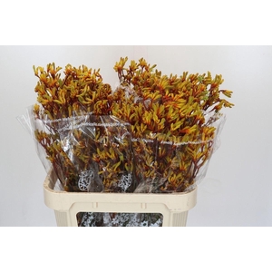 ANIGOZANTHOS  'GOLD FEVER'