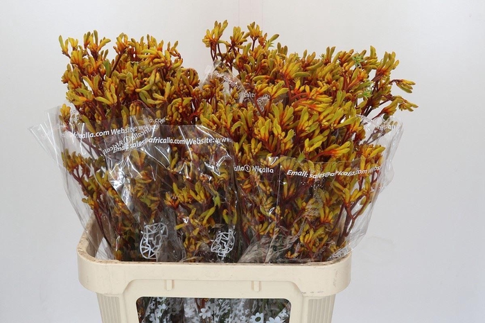 <h4>ANIGOZANTHOS  'GOLD FEVER'</h4>