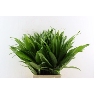 Cordyline Thalodi