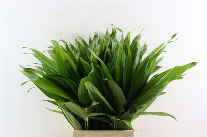 <h4>Cordyline Thalodi</h4>