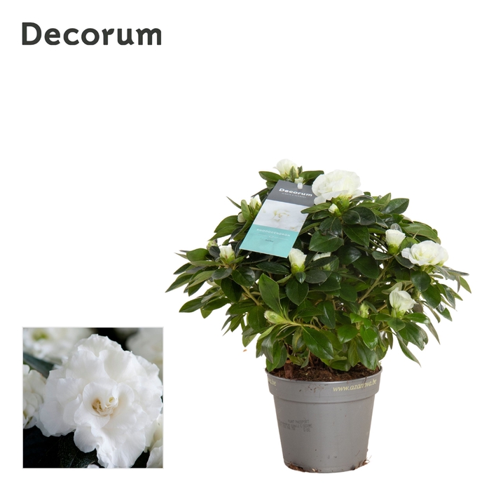 <h4>Azalea 12 cm Aiko White - Decorum</h4>