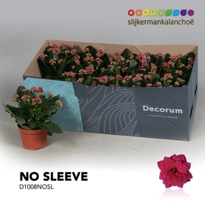 Kalanchoe No Sleeve - Purple