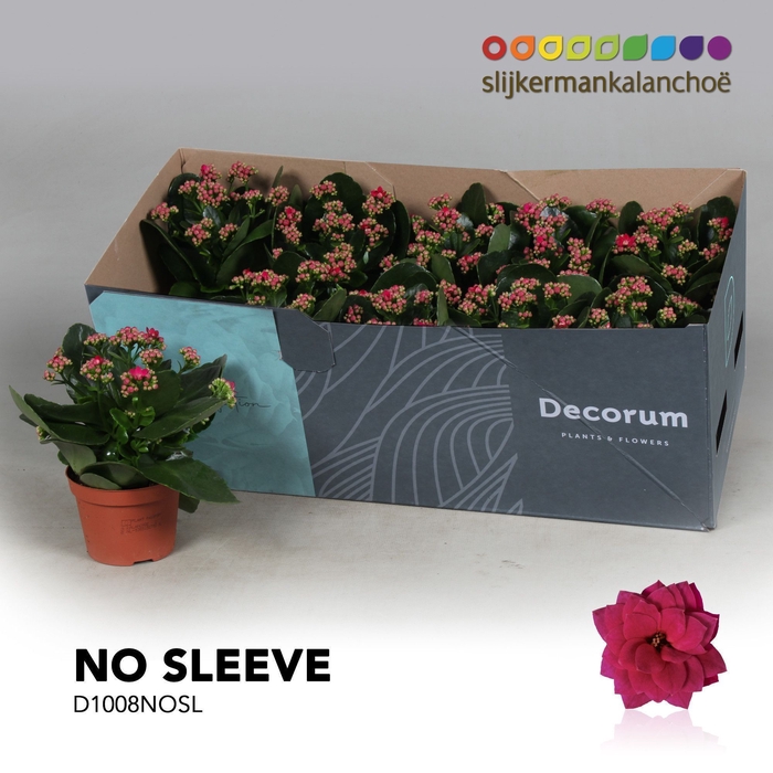 <h4>Kalanchoe No Sleeve - Purple</h4>