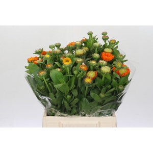 Calendula Oranje
