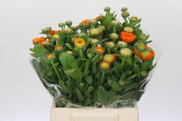 <h4>Calendula Orange</h4>