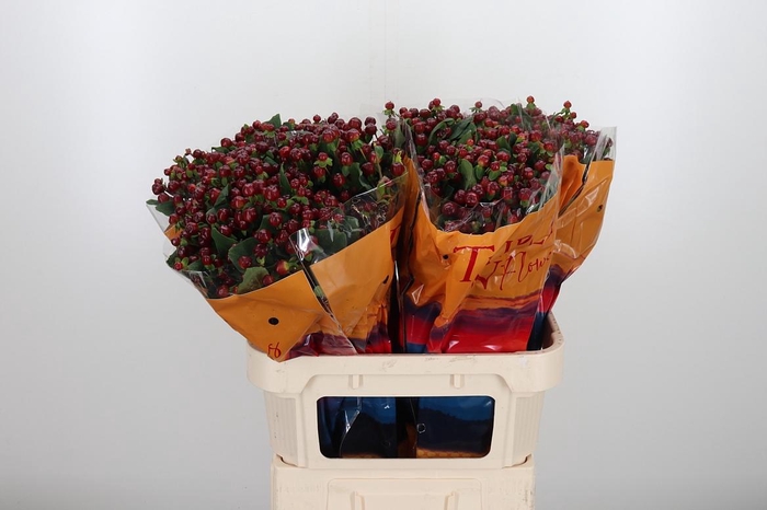 <h4>Hyp Mag Cherry</h4>