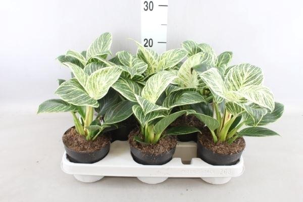 <h4>Philodendron   ...</h4>