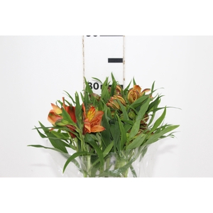 ALSTROEMERIA CHEERIO 080 CM
