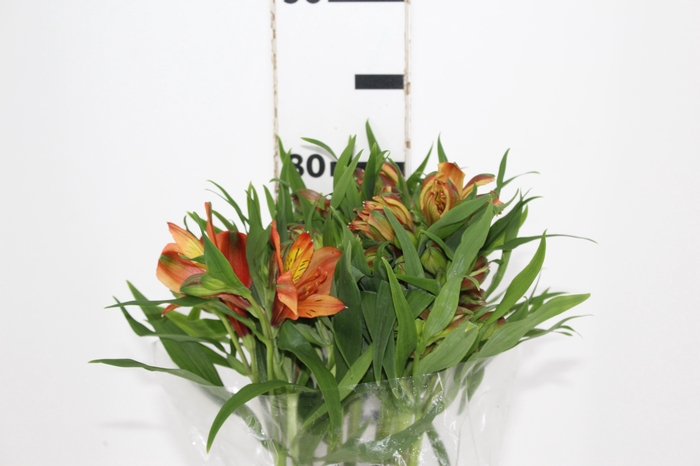 <h4>ALSTROEMERIA CHEERIO 080 CM</h4>
