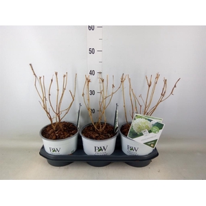 Hydrangea arbor. 'Incrediball'