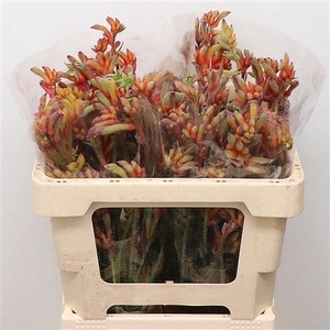 Anigoz Ramp Roy Slav