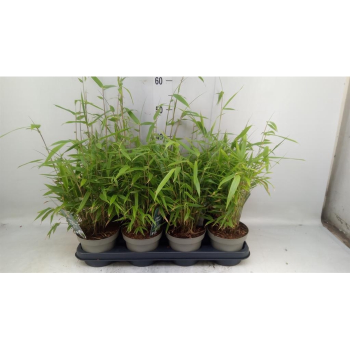 <h4>Fargesia   ...</h4>