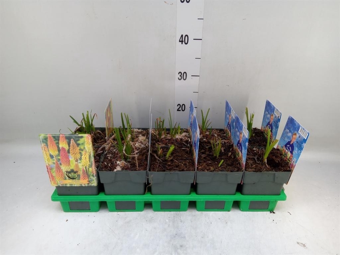 <h4>Kniphofia   ...</h4>