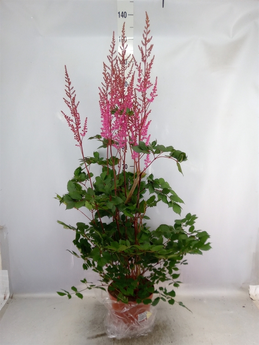 <h4>Astilbe  'Mighty Chocolate Cherry'</h4>