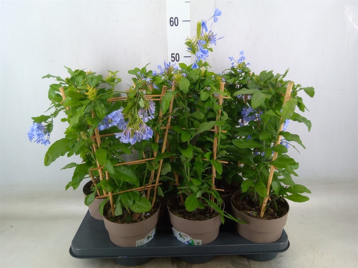 <h4>Plumbago auriculata</h4>