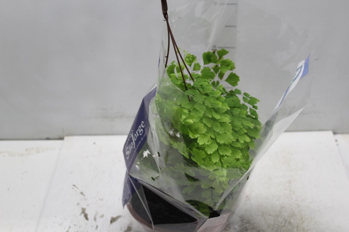 <h4>AVENCA VARIADA C21</h4>