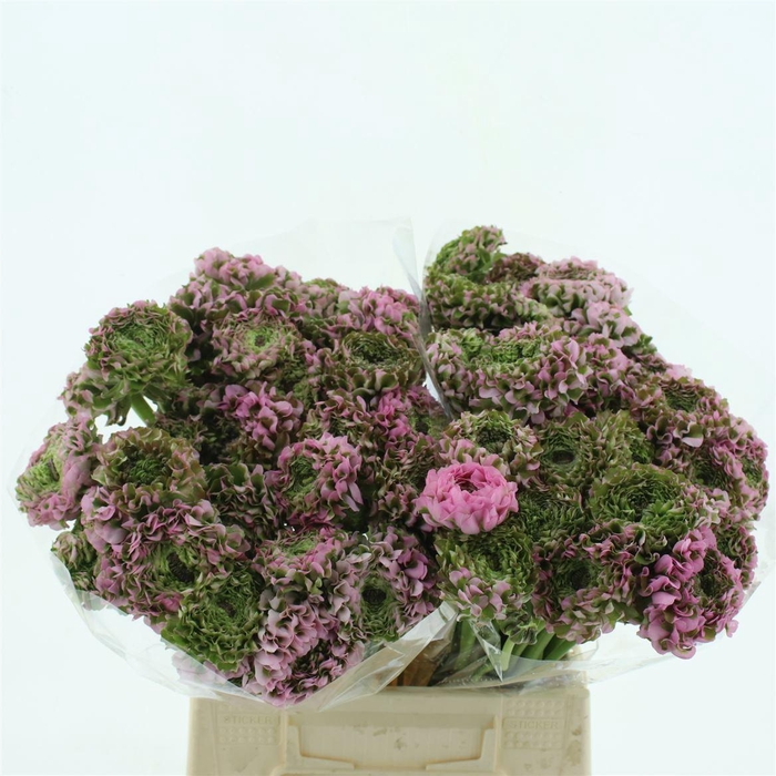 <h4>Ran Ponpon Alice Extra</h4>