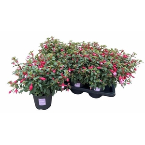 FUCHSIA B F  NIKITA