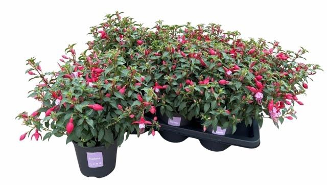 <h4>FUCHSIA B F  NIKITA</h4>