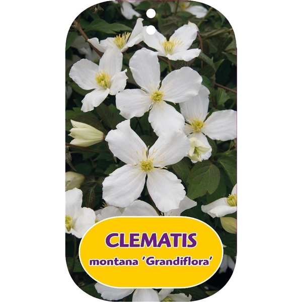 <h4>Clematis montana 'Grandiflora'</h4>