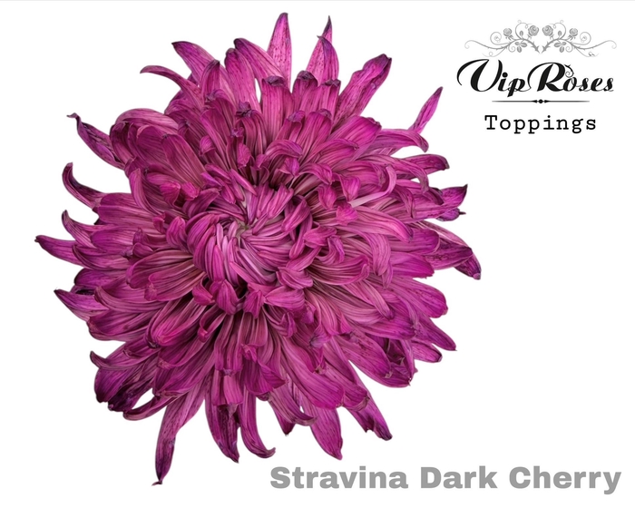 <h4>CHR G STRAVINA DARK CHERRY</h4>
