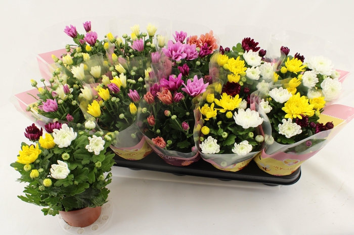 <h4>CHRYS GEM IN POT</h4>