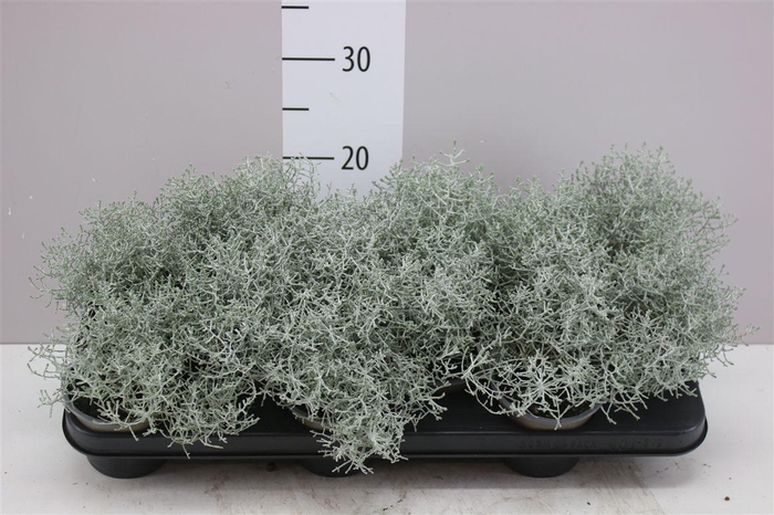 <h4>Calocephalus</h4>