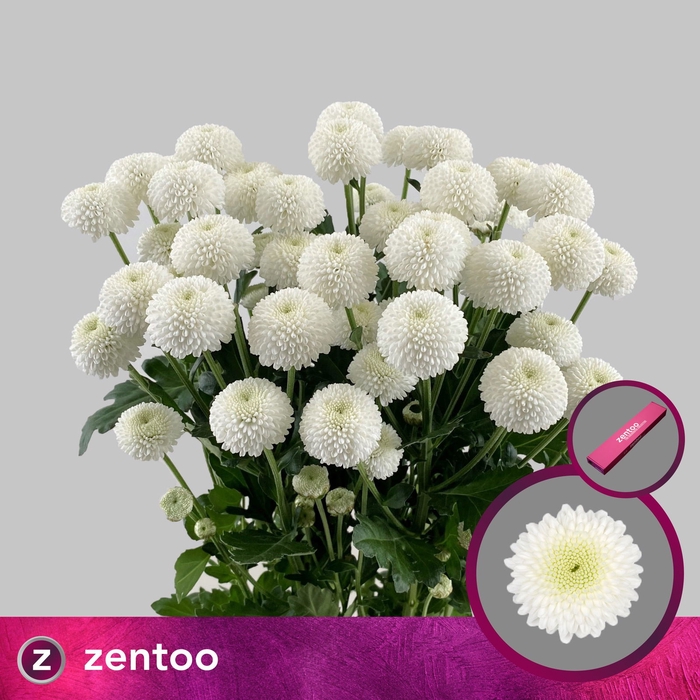 <h4>Chr T Newton Zentoo</h4>