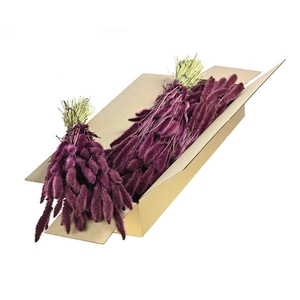 Setarea Sb Prune