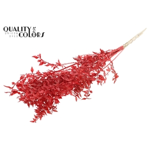 Ruscus 70cm 5 pc/bunch Bleached Red (2x5 bunch/poly)