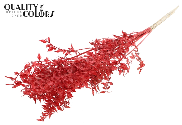 Ruscus 70cm 5 pc/bunch Bleached Red (2x5 bunch/poly)