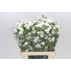 Dianthus Sp Symply Snow