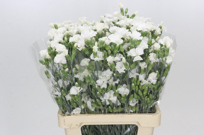 Dianthus Sp Symply Snow