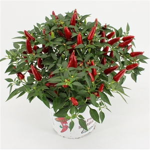 Capsicum Sombrero Red