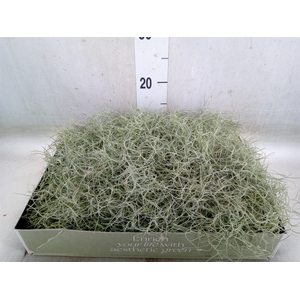 Tillandsia usneoides
